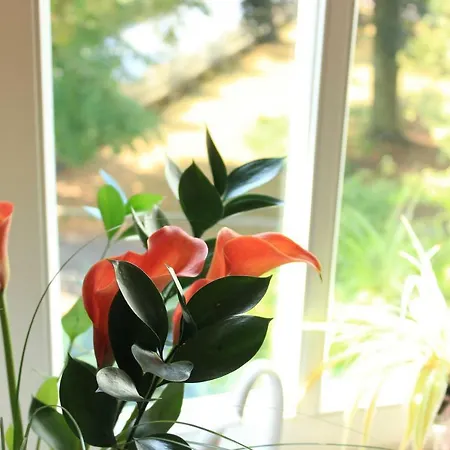 Pensión Stegmann 3*